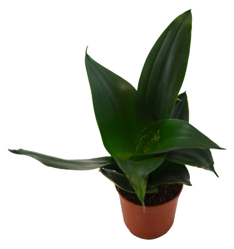Sanseviera hahnii verde