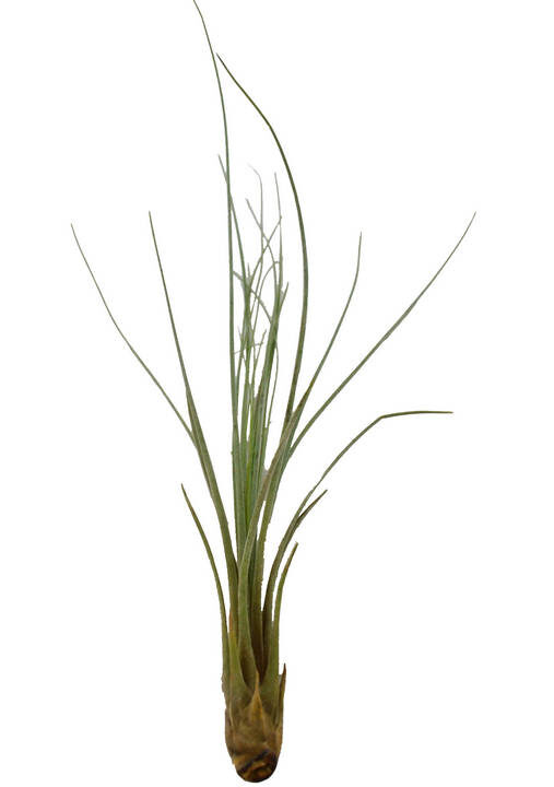 Clavel del aire juncea (aerea)