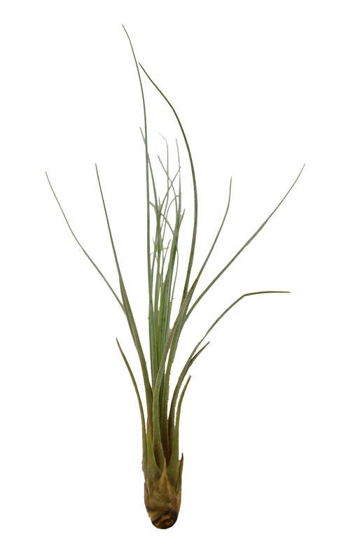Clavel del aire juncea (aerea)