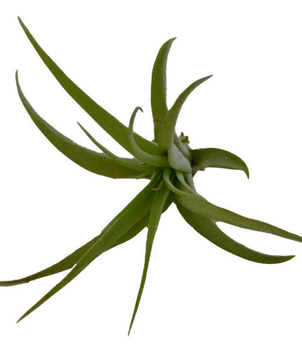 Clavel del aire multiflora (aerea)