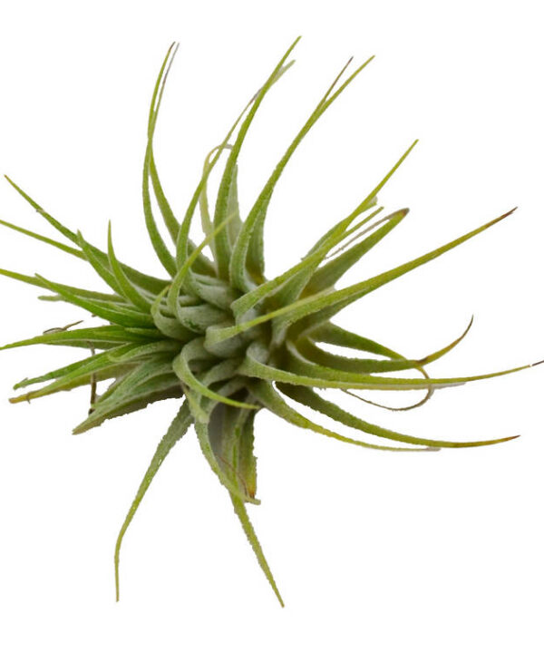 Clavel del aire verde (aerea)