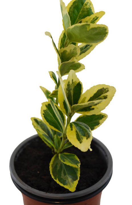 Euonimus hoja amarilla