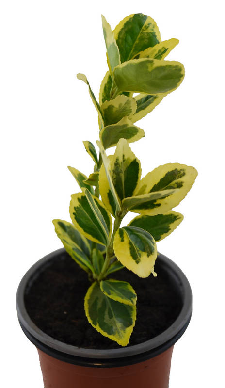 Euonimus hoja amarilla