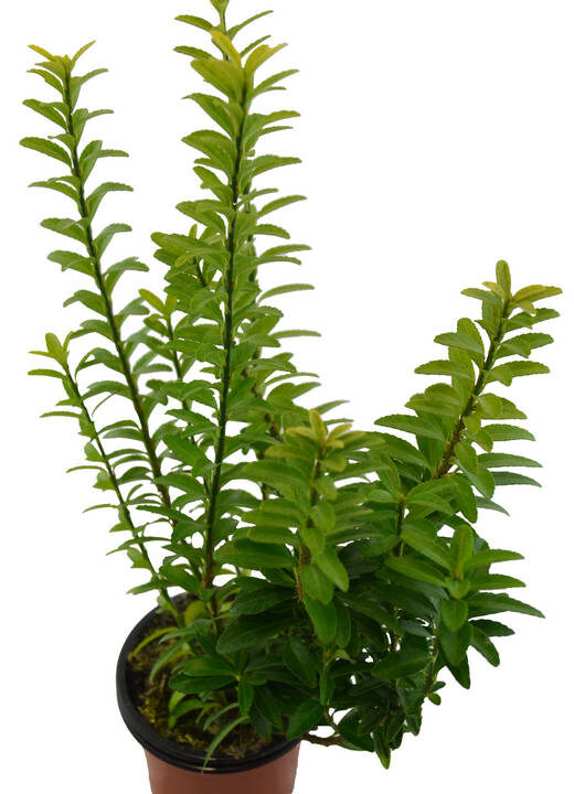 Euonimus hoja verde