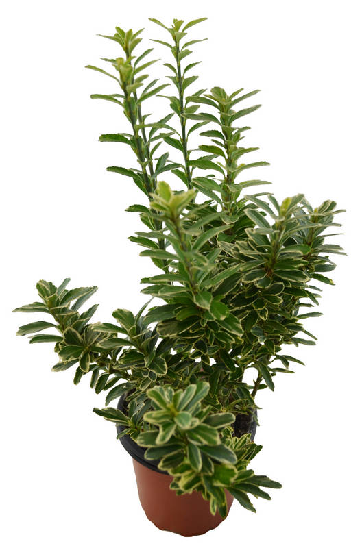 Euonimus hoja blanca