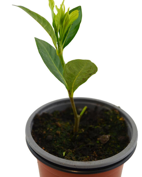 Gardenia
