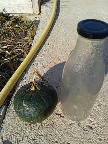 Calabacín - Calabaza Zapallo de Argentina