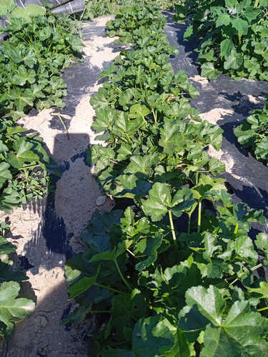 Malva Moschata blanca