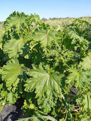 Malva de China