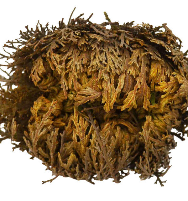 Rosa de Jericó