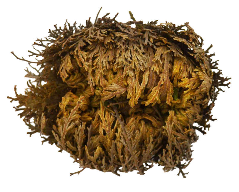 Rosa de Jericó