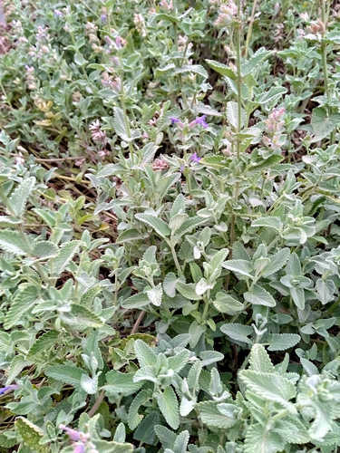 Nepeta caterina Mussinii