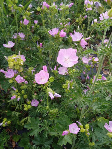 Malva Moschata Rosa