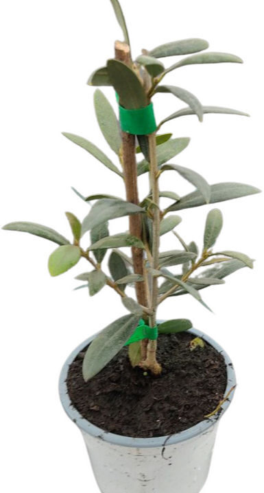 Olivo arbequina Lleida