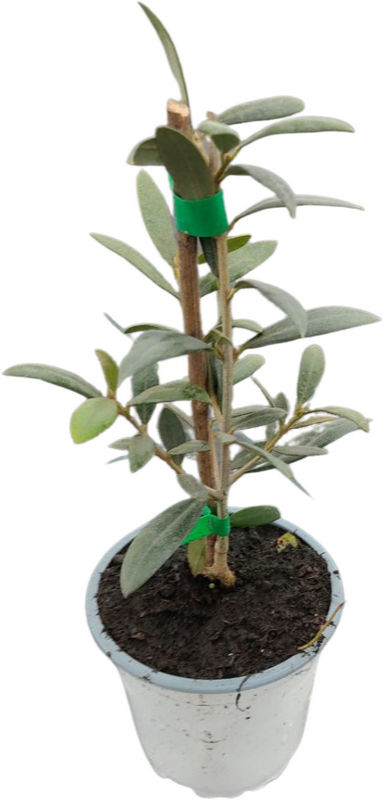 Olivo arbequina Lleida