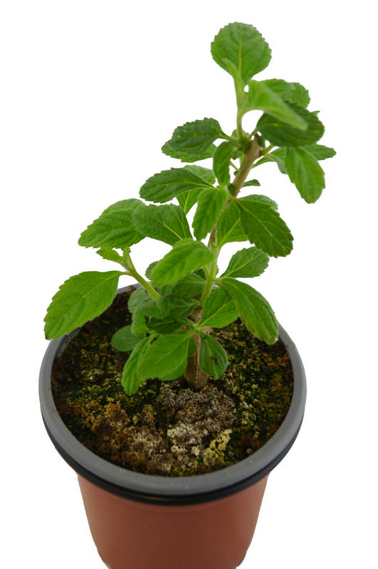 Lantana Uruguay