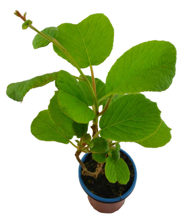 Kiwi autofértil "solisimo"