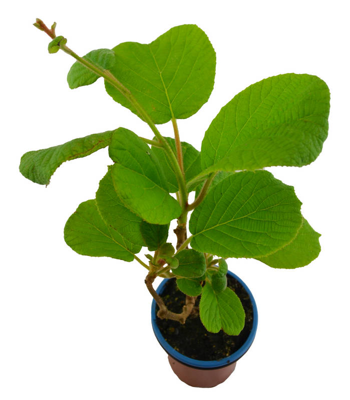 Kiwi autofértil "solisimo"