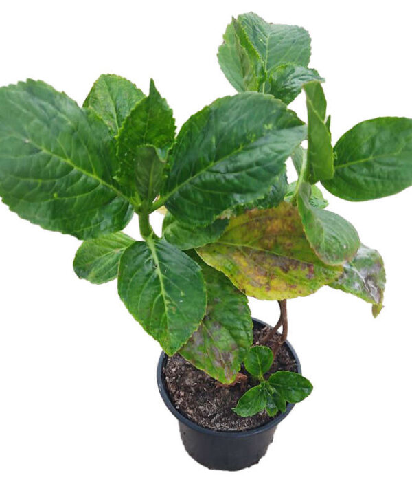Hortensia rosa "Ayesha" o Leuchtfeuer