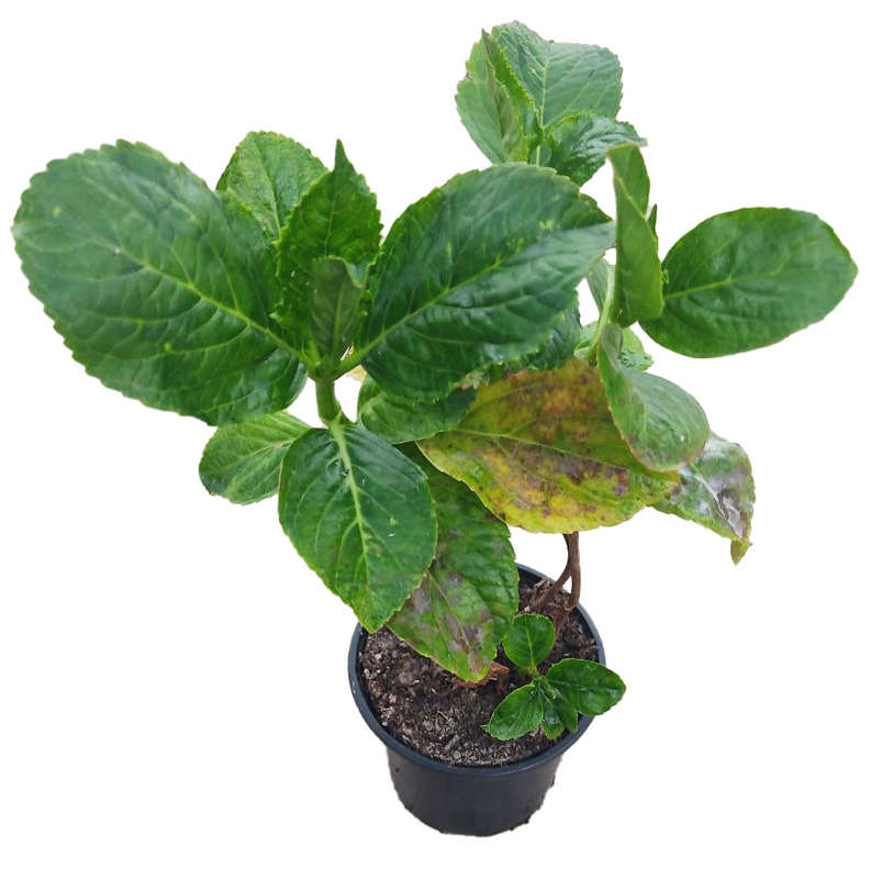 Hortensia rosa "Ayesha" o Leuchtfeuer