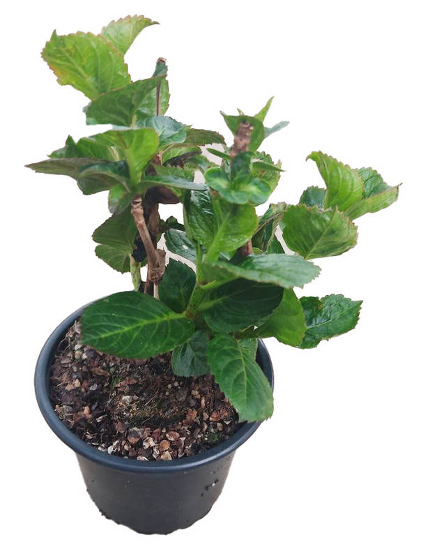 Hortensia púrpura " Merveille sanguine"