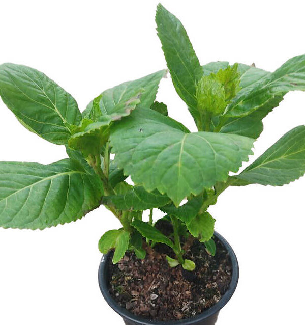 Hortensia azul "Adria"