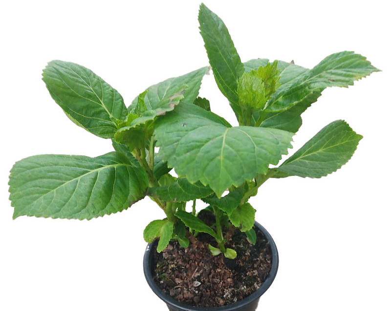 Hortensia azul "Adria"