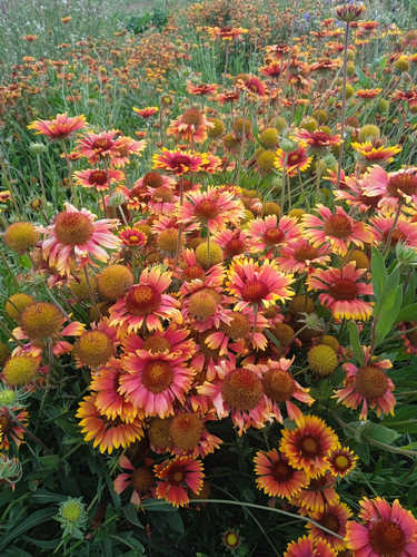 Flor Gaillarda mezcla colores