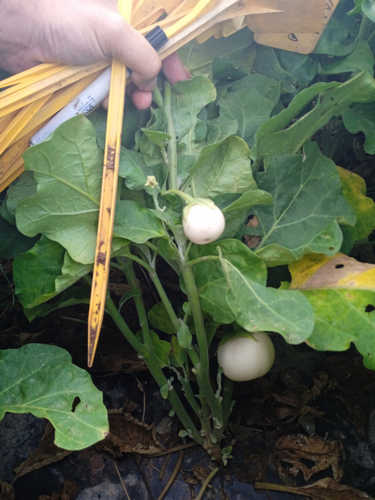 Berenjena blanca de Laos
