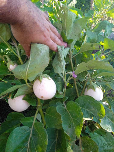 Berenjena blanca ovalada