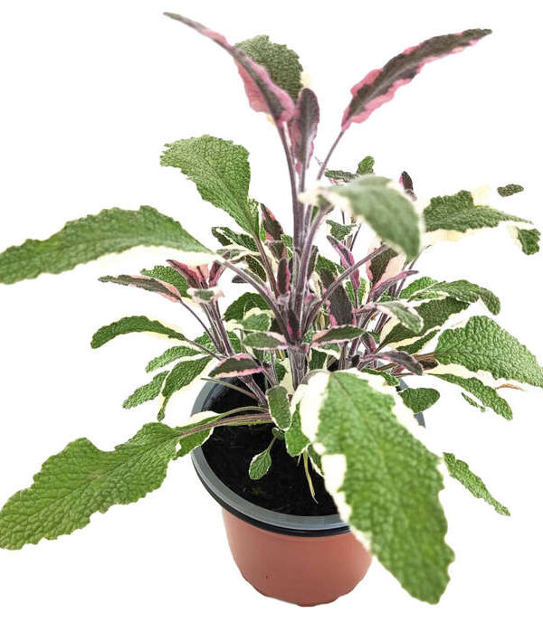Salvia officinallis tricolor