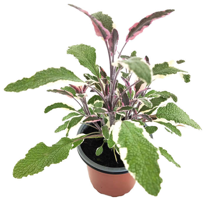 Salvia officinallis tricolor