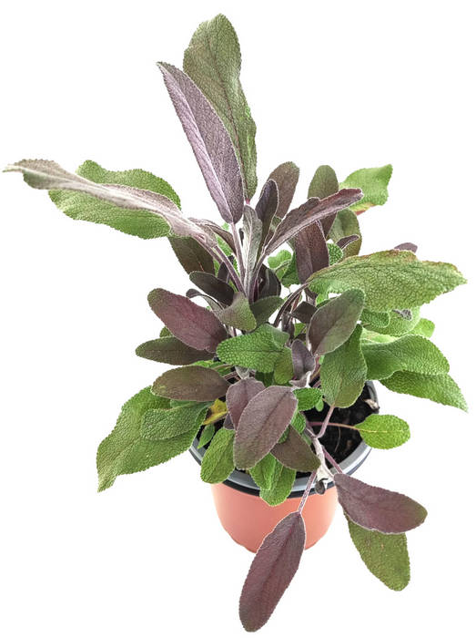 Salvia officinallis púrpura
