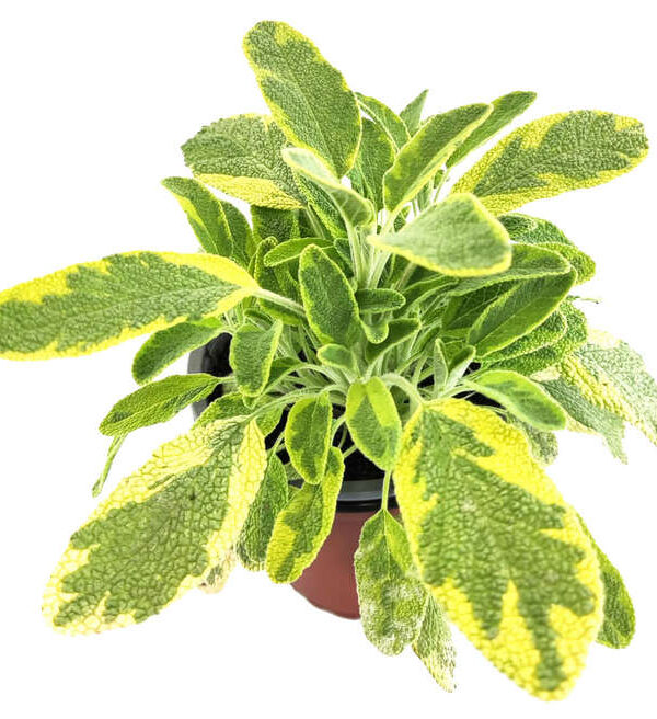 Salvia officinallis icterina