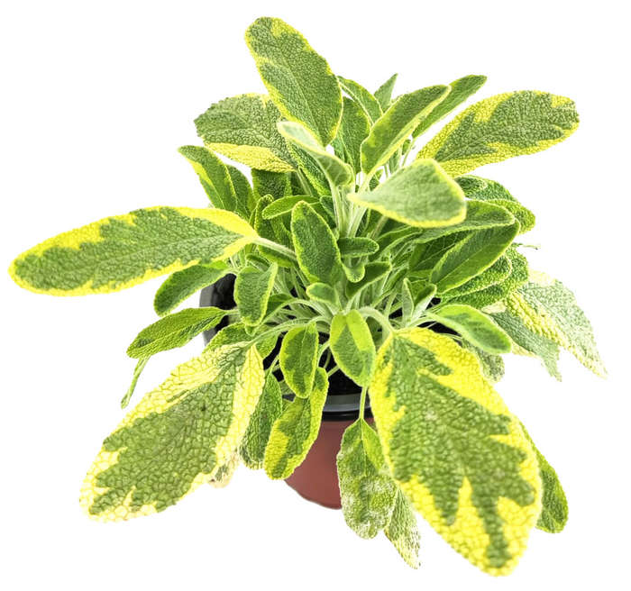 Salvia officinallis icterina