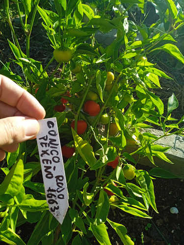 Pimiento dulce cónico pequeño rojo