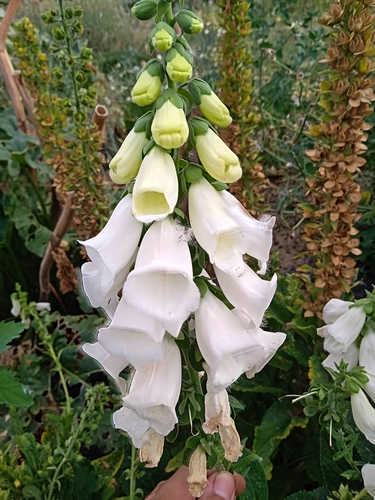 Dedalera flor blanca