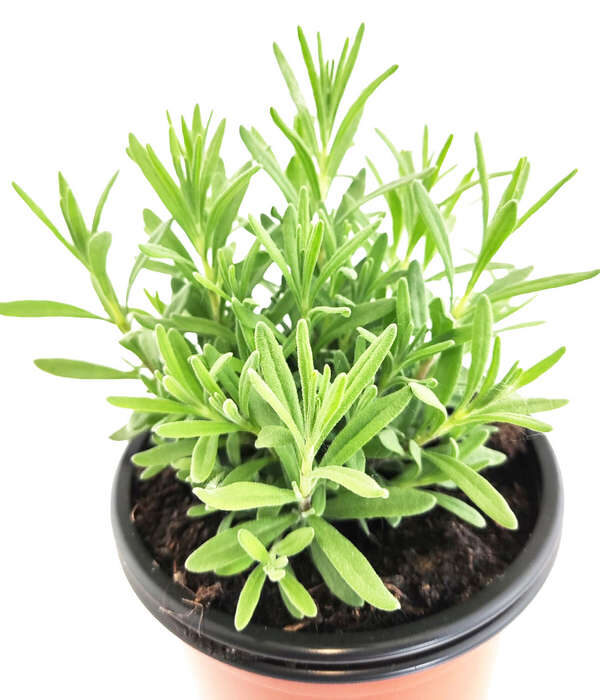 Lavanda angustifolia Púrpura