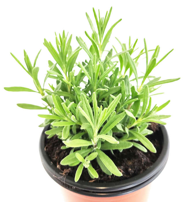 Lavanda angustifolia Púrpura