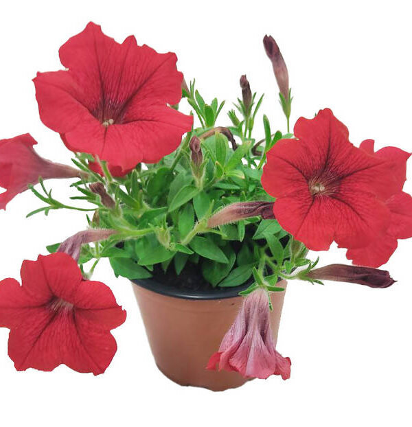 Petunia roja