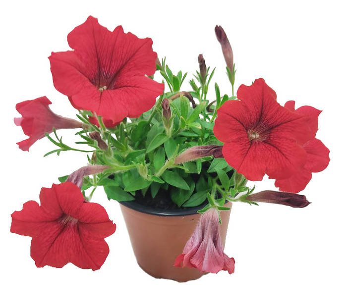 Petunia roja