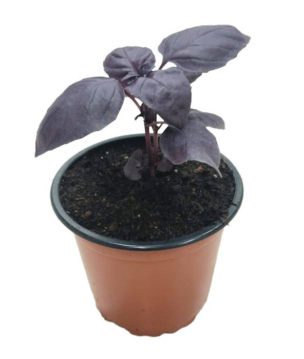 Albahaca roja pesto