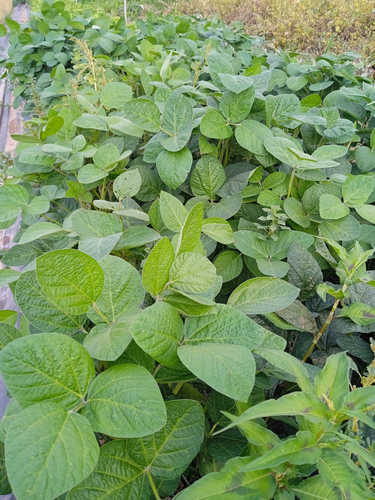 Soja edamame kurukake