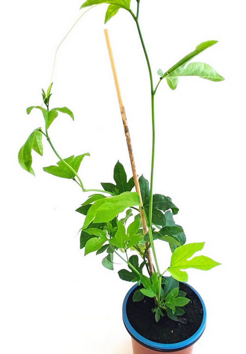 Flor de la pasión