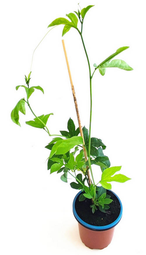 Flor de la pasión
