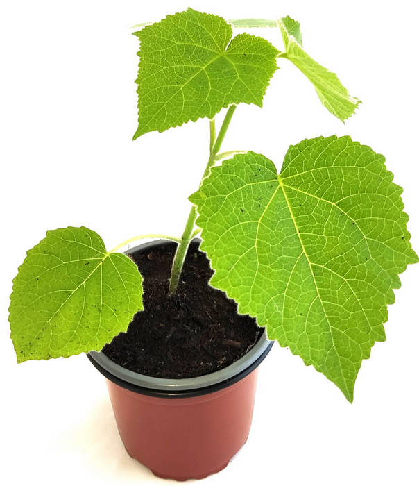 Paulonia tomentosa