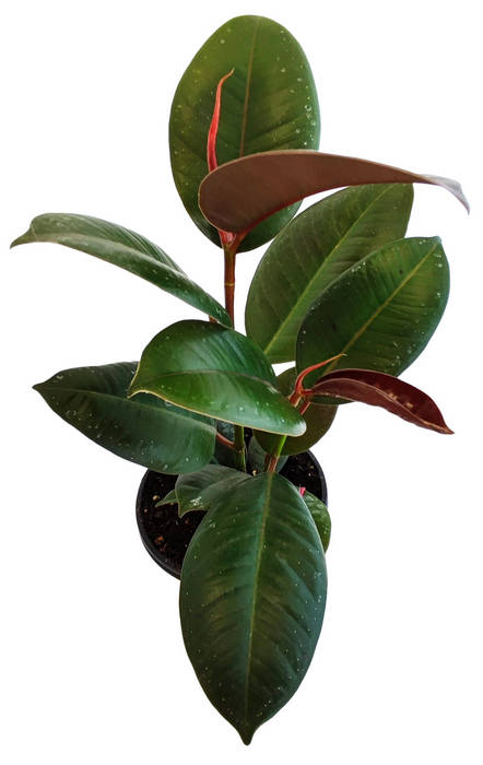 Ficus elastica verde