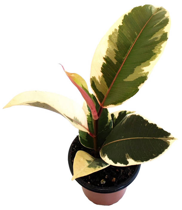 Ficus elástica blanca