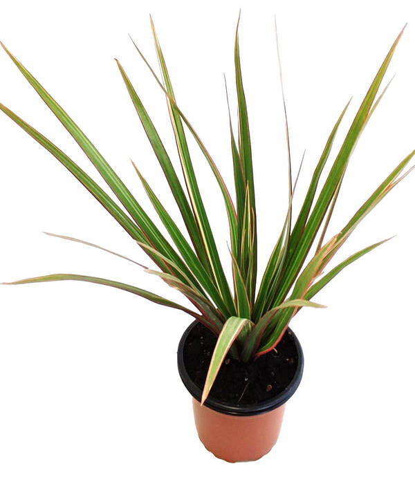 Dracaena marginata "bicolor"