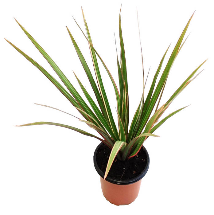 Dracaena marginata "bicolor"